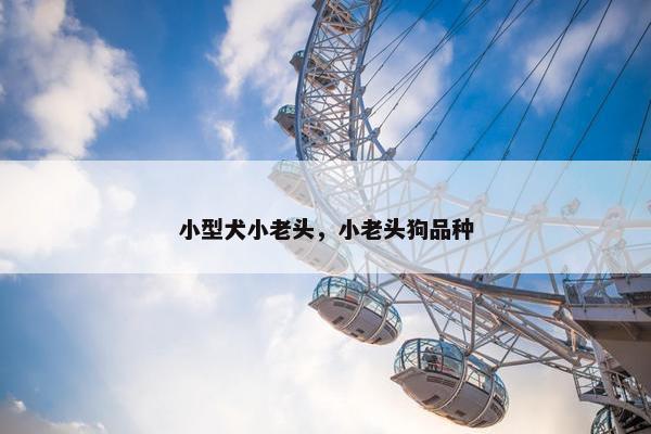 小型犬小老头，小老头狗品种