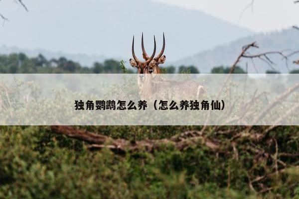 独角鹦鹉怎么养（怎么养独角仙）