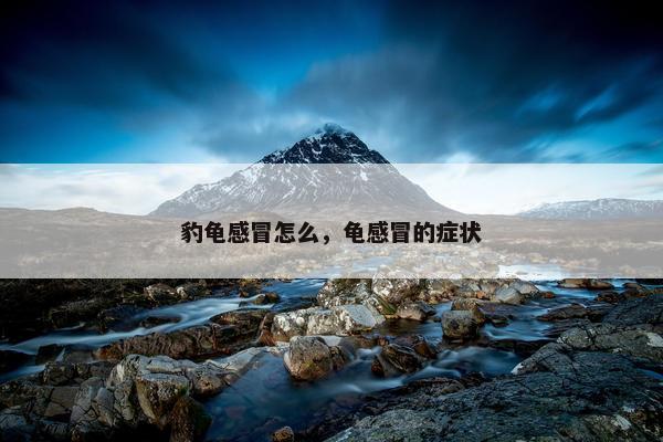 豹龟感冒怎么，龟感冒的症状