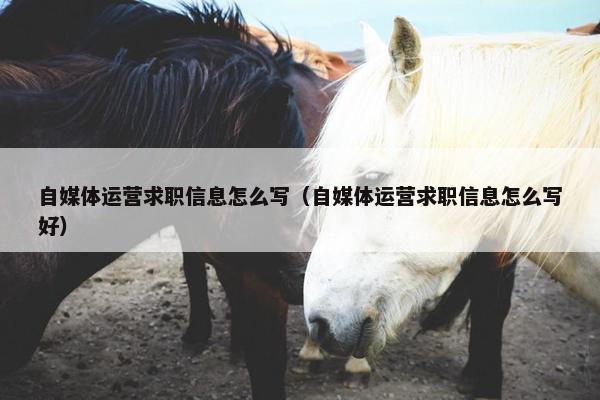 自媒体运营求职信息怎么写（自媒体运营求职信息怎么写好）