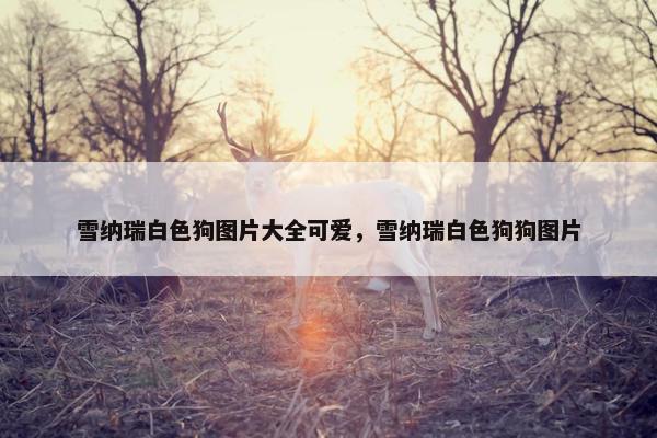 雪纳瑞白色狗图片大全可爱，雪纳瑞白色狗狗图片