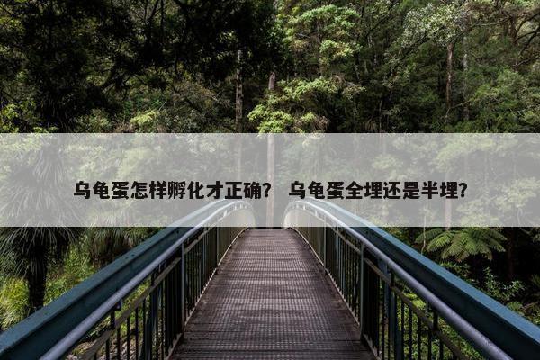 乌龟蛋怎样孵化才正确？ 乌龟蛋全埋还是半埋？
