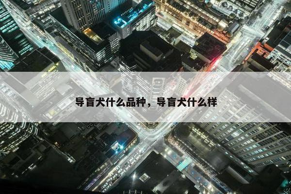 导盲犬什么品种，导盲犬什么样