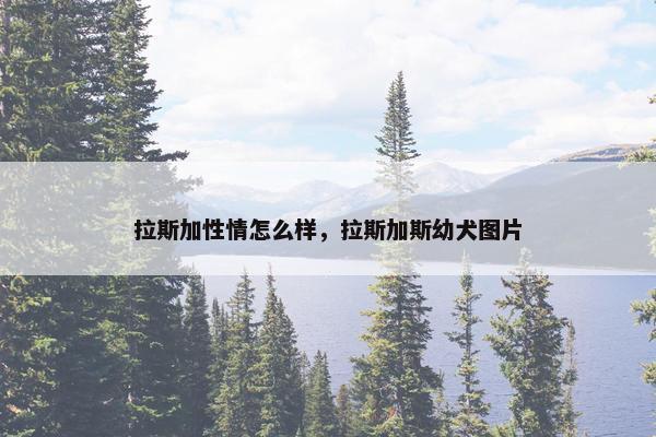 拉斯加性情怎么样，拉斯加斯幼犬图片