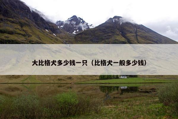 大比格犬多少钱一只（比格犬一般多少钱）