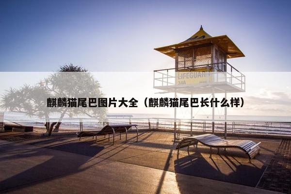 麒麟猫尾巴图片大全（麒麟猫尾巴长什么样）