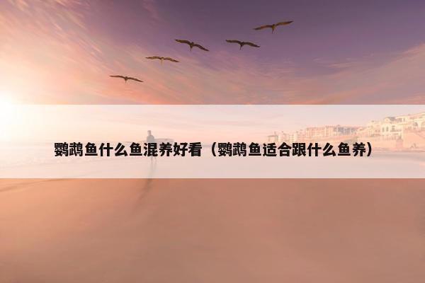 鹦鹉鱼什么鱼混养好看（鹦鹉鱼适合跟什么鱼养）