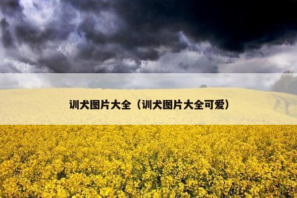 训犬图片大全（训犬图片大全可爱）