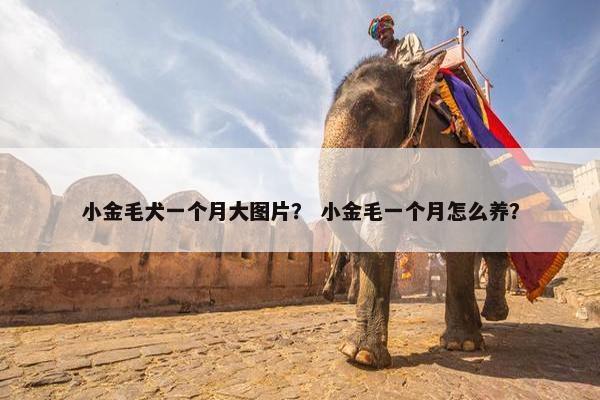 小金毛犬一个月大图片？ 小金毛一个月怎么养？