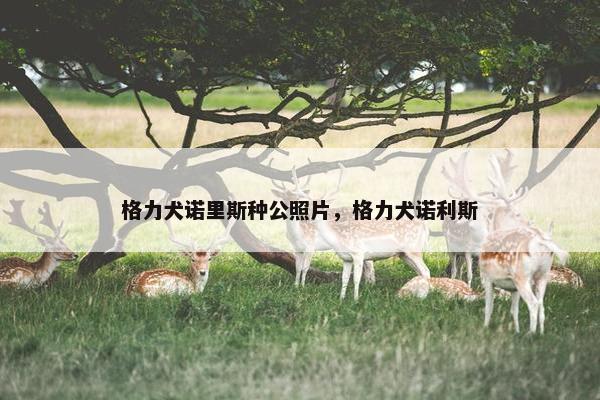 格力犬诺里斯种公照片，格力犬诺利斯