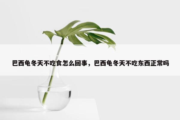 巴西龟冬天不吃食怎么回事，巴西龟冬天不吃东西正常吗