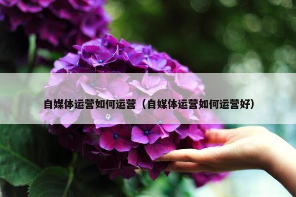 自媒体运营如何运营（自媒体运营如何运营好）