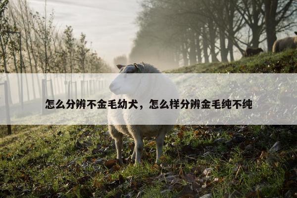 怎么分辨不金毛幼犬，怎么样分辨金毛纯不纯