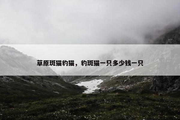 草原斑猫豹猫，豹斑猫一只多少钱一只