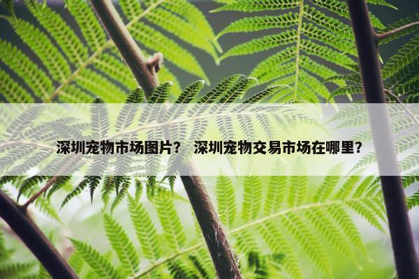 深圳宠物市场图片？ 深圳宠物交易市场在哪里？