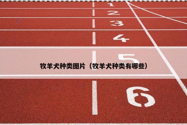 牧羊犬种类图片（牧羊犬种类有哪些）