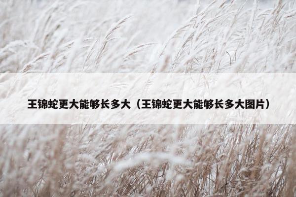 王锦蛇更大能够长多大（王锦蛇更大能够长多大图片）