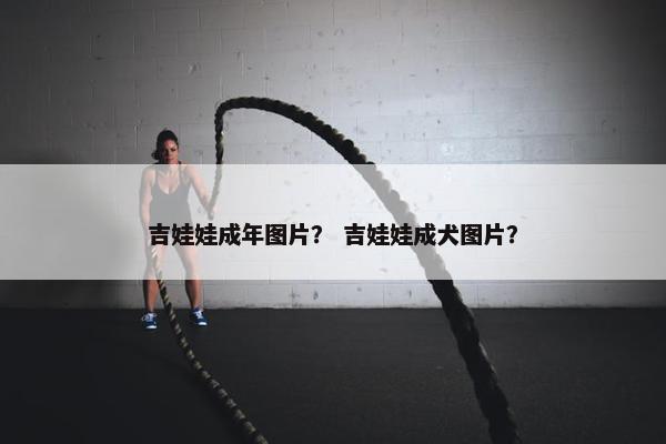 吉娃娃成年图片？ 吉娃娃成犬图片？