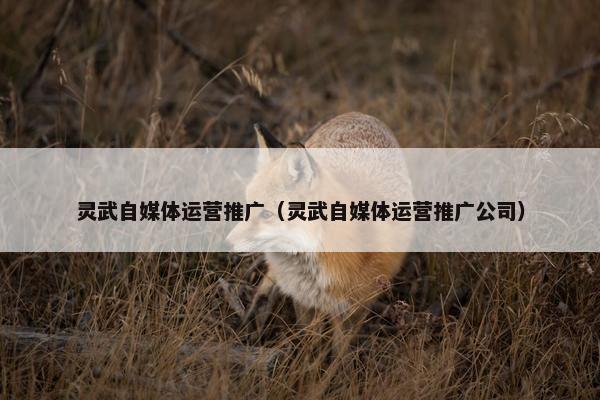 灵武自媒体运营推广（灵武自媒体运营推广公司）
