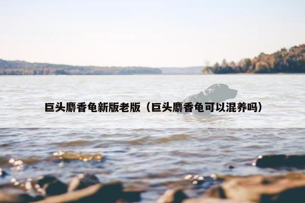 巨头麝香龟新版老版（巨头麝香龟可以混养吗）