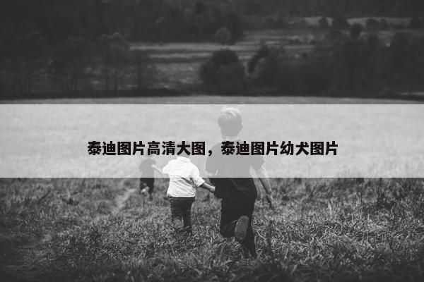 泰迪图片高清大图，泰迪图片幼犬图片