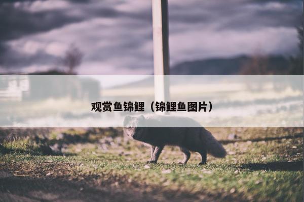 观赏鱼锦鲤（锦鲤鱼图片）
