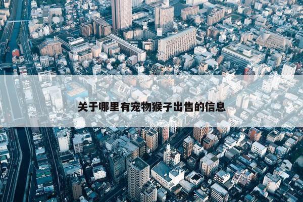 关于哪里有宠物猴子出售的信息