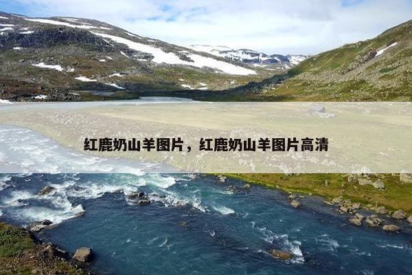 红鹿奶山羊图片，红鹿奶山羊图片高清