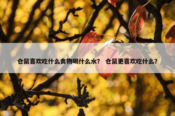 仓鼠喜欢吃什么食物喝什么水？ 仓鼠更喜欢吃什么？