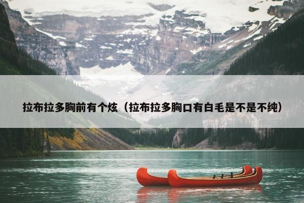 拉布拉多胸前有个炫（拉布拉多胸口有白毛是不是不纯）