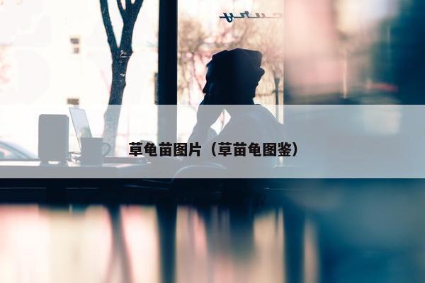 草龟苗图片（草苗龟图鉴）