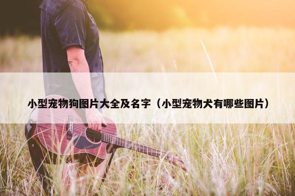 小型宠物狗图片大全及名字（小型宠物犬有哪些图片）