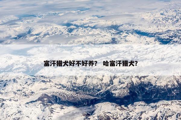 富汗猎犬好不好养？ 哈富汗猎犬？