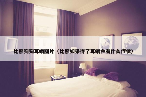 比熊狗狗耳螨图片（比熊如果得了耳螨会有什么症状）