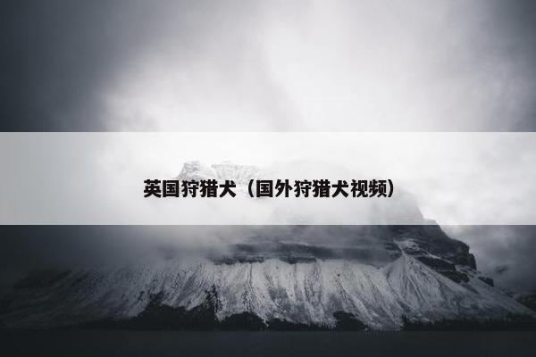 英国狩猎犬（国外狩猎犬视频）