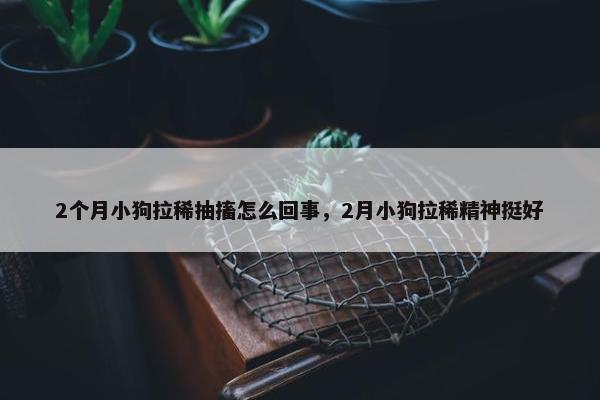2个月小狗拉稀抽搐怎么回事，2月小狗拉稀精神挺好