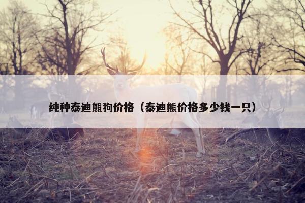 纯种泰迪熊狗价格（泰迪熊价格多少钱一只）