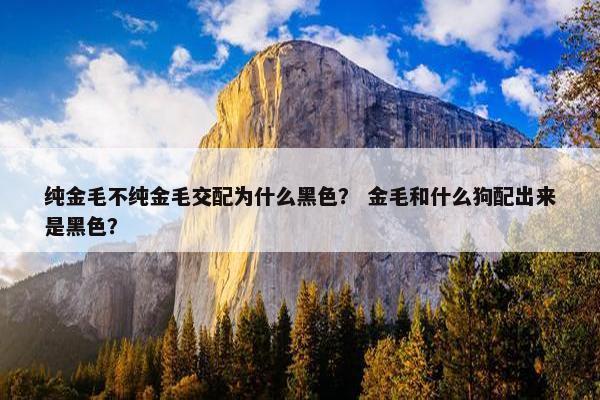 纯金毛不纯金毛交配为什么黑色？ 金毛和什么狗配出来是黑色？