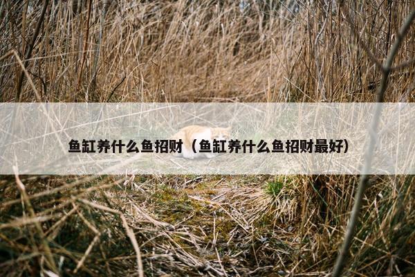 鱼缸养什么鱼招财（鱼缸养什么鱼招财最好）