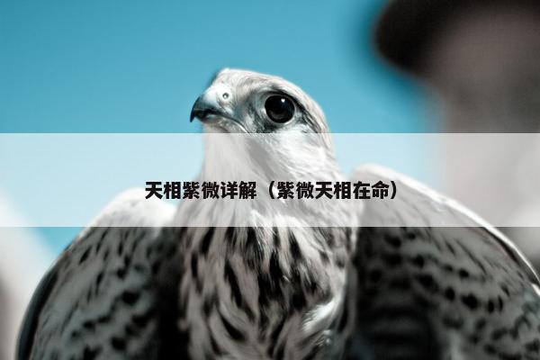 天相紫微详解（紫微天相在命）