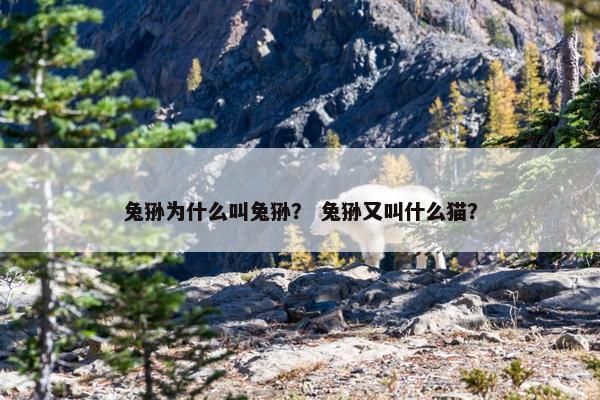 兔狲为什么叫兔狲？ 兔狲又叫什么猫？