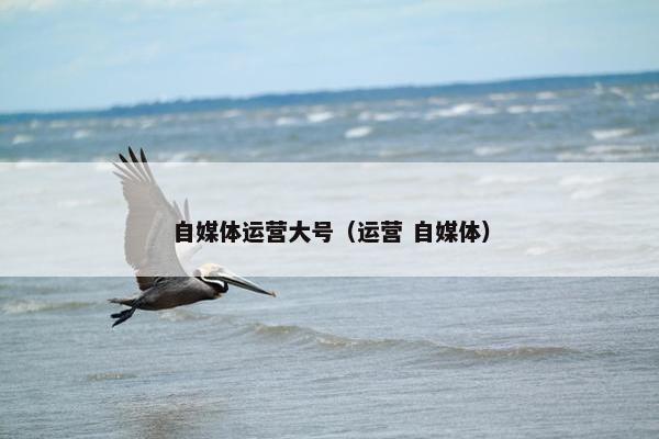 自媒体运营大号（运营 自媒体）