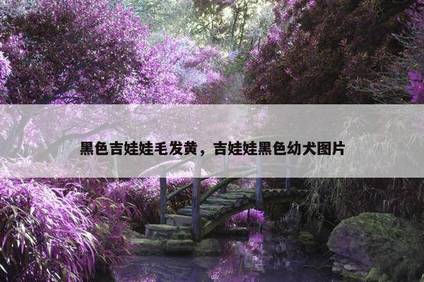 黑色吉娃娃毛发黄，吉娃娃黑色幼犬图片