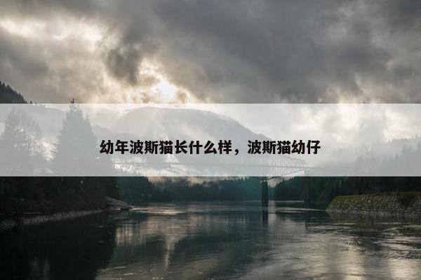 幼年波斯猫长什么样，波斯猫幼仔