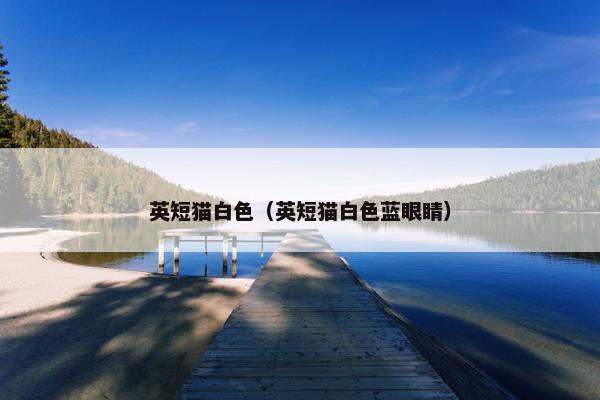英短猫白色（英短猫白色蓝眼睛）