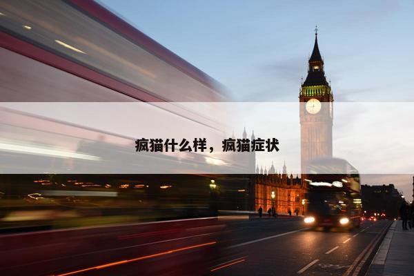 疯猫什么样，疯猫症状