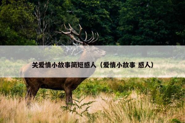 关爱情小故事简短感人（爱情小故事 感人）