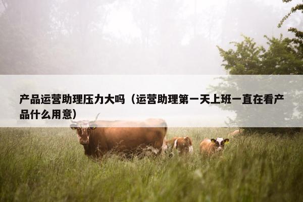 产品运营助理压力大吗（运营助理第一天上班一直在看产品什么用意）