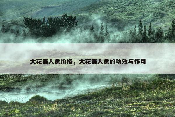 大花美人蕉价格，大花美人蕉的功效与作用
