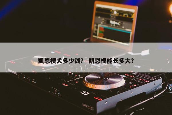凯恩梗犬多少钱？ 凯恩梗能长多大？